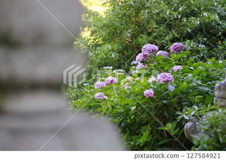 紫陽花寺、大瀧山、西鳳院 紫陽花寺、大瀧山、西鳳院 127584921