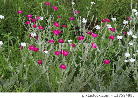 Red and white daffodil flowers blooming in a park in spring 127584993