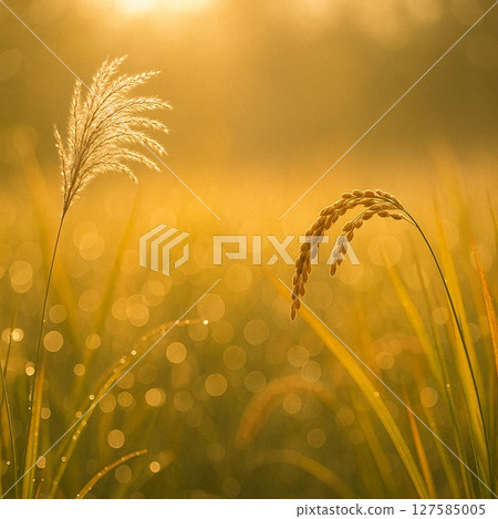 光線照射秋草和散景的場景 光線照射秋草和散景的場景 127585005