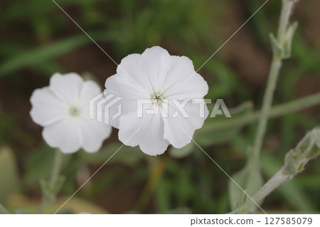 White daffodil flowers blooming in the park in spring 127585079