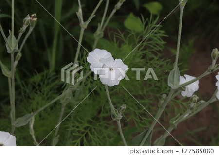春天公園裡盛開的白色水仙花 春天公園裡盛開的白色水仙花 127585080