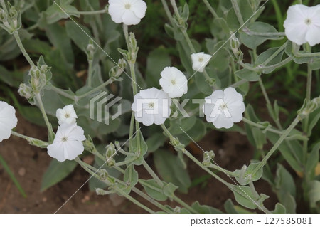 春天公園裡盛開的白色水仙花 127585081