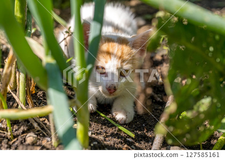 Spring child ~Kitten playing in the field~ Spring child ~Kitten playing in the field~ 127585161