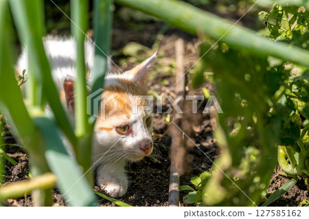 Spring child ~Kitten playing in the field~ Spring child ~Kitten playing in the field~ 127585162
