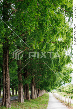 A magnificent Metasequoia tree-lined road in early summer in Makino Highlands 127585333