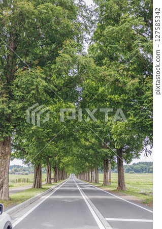 A magnificent Metasequoia tree-lined road in early summer in Makino Highlands A magnificent Metasequoia tree-lined road in early summer in Makino Highlands 127585342