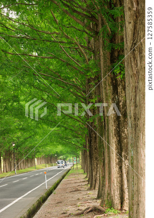 A magnificent Metasequoia tree-lined road in early summer in Makino Highlands 127585359