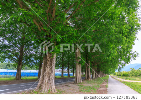 A magnificent Metasequoia tree-lined road in early summer in Makino Highlands 127585365