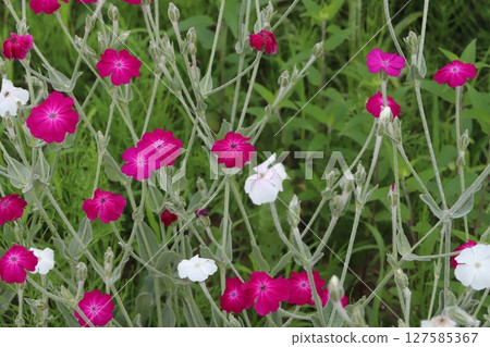 Red and white daffodil flowers blooming in a park in spring 127585367