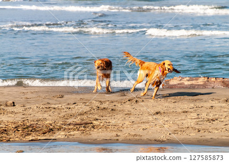 Walking the Dog near Golden gate bridge 127585873