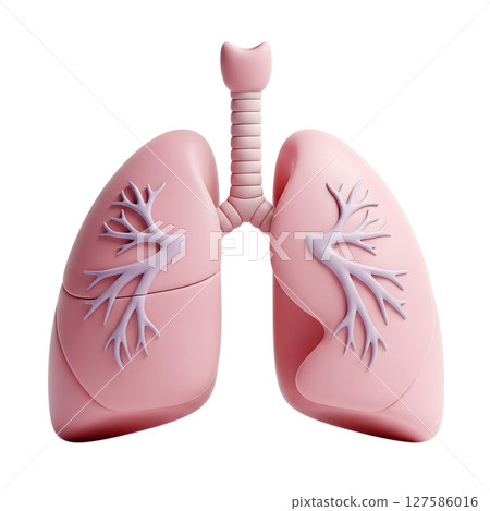 Human lungs minimalist 3D rendering in a soft and smooth renderer 127586016