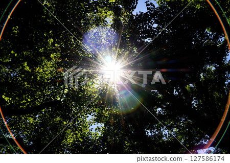 Ginkgo halation_10 Ginkgo halation_10 127586174