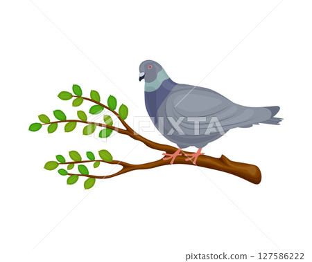 A pigeon on a branch. A cartoon-style pigeon sits on a tree branch. A tree branch and a bird. The vector illustration is isolated on a white background. 127586222