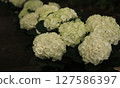 白色繡球花 127586397