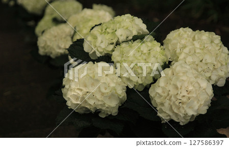 白色繡球花 127586397