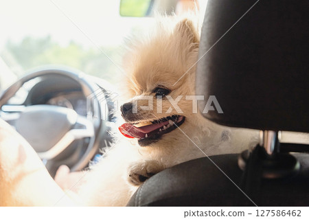 Cute Pomeranian Dog Riding in a Car, Looking Out with its Tongue Out. Pet Travel and Adventure. Cute Pomeranian Dog Riding in a Car, Looking Out with its Tongue Out. Pet Travel and Adventure. 127586462