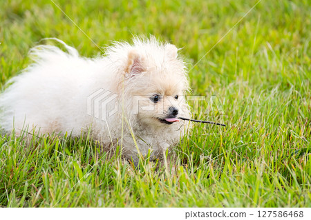 Cute Puppy Chewing on a Stick in Green Grass Field. Pet Dog Playing Outdoor. Happy Canine Having Fun. 127586468