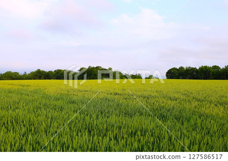 Fresh greenery, early summer in Hokkaido, Tokachi Plain, near Obihiro, staying at Villa Ezomori in Memuro Town Fresh greenery, early summer in Hokkaido, Tokachi Plain, near Obihiro, staying at Villa Ezomori in Memuro Town 127586517