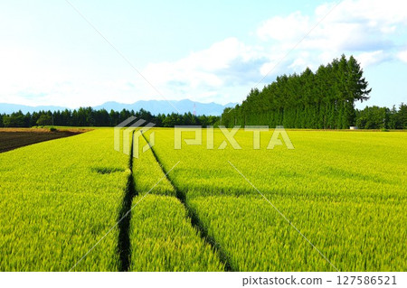 Fresh greenery, early summer in Hokkaido, Tokachi Plain, near Obihiro, staying at Villa Ezomori in Memuro Town 127586521