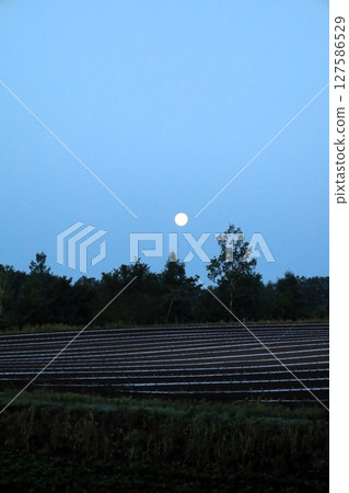 Fresh greenery, early summer in Hokkaido, Tokachi Plain, near Obihiro, staying at Villa Ezomori in Memuro Town 127586529