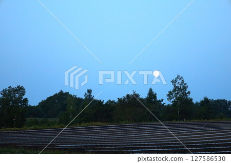 Fresh greenery, early summer in Hokkaido, Tokachi Plain, near Obihiro, staying at Villa Ezomori in Memuro Town 127586530
