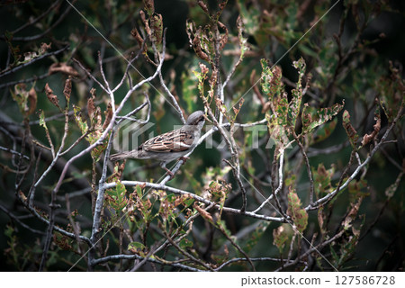 Bird (House Sparrow) on tree in a nature wild Bird (House Sparrow) on tree in a nature wild 127586728