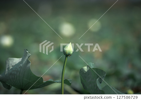 Lotus flower (Lotus or Nelumbo) 127586729