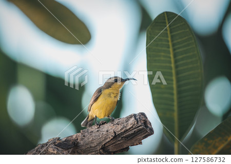 Bird (Olive-backed sunbird) on tree in nature wild 127586732