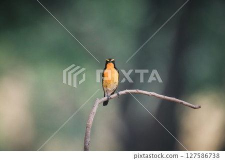 Bird (Narcissus Flycatcher) on tree in nature wild Bird (Narcissus Flycatcher) on tree in nature wild 127586738