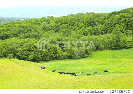 北海道、初夏、新綠、春天、本別町、足寄町、牛奶之路、牧場車道、旭岳景色、乳牛、牛奶、農場 127586797