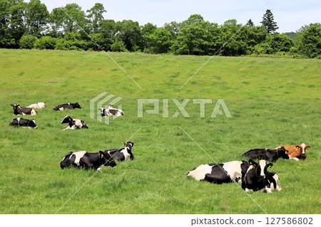 Hokkaido, early summer, fresh greenery, spring, Honbetsu Town, Ashoro Town, Milk Road, ranch drive, view of Mt. Asahidake, cows, milk, farm 127586802