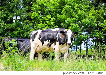 Hokkaido, early summer, fresh greenery, spring, Honbetsu Town, Ashoro Town, Milk Road, ranch drive, view of Mt. Asahidake, cows, milk, farm 127586804