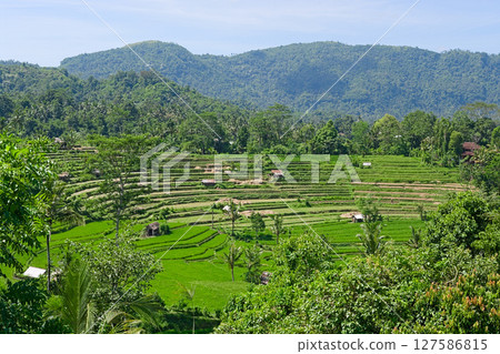 Rice terraces in Sidemen, Bali, Indonesia Rice terraces in Sidemen, Bali, Indonesia 127586815