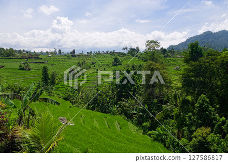 Rice terraces in Sidemen, Bali, Indonesia 127586817