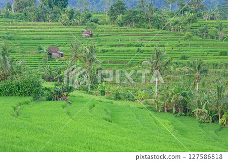 Rice terraces in Sidemen, Bali, Indonesia 127586818