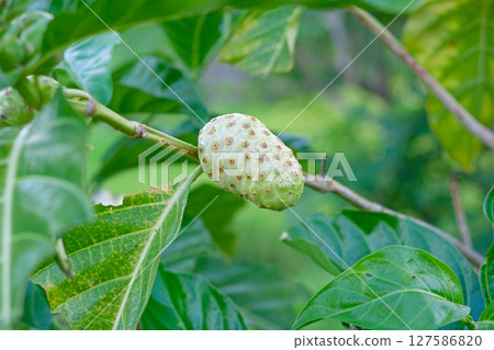 Tropical Noni Fruit 127586820