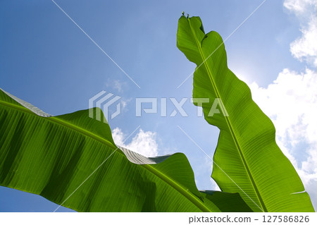 Banana leaves against the blue sky 127586826