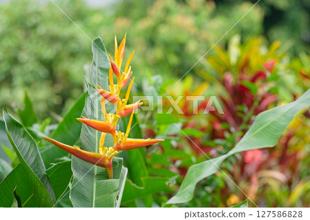 Bird of paradise flowers blooming in tropical countries 127586828