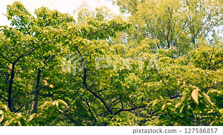 綠色空間 綠色空間 127586857