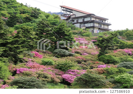Azaleas at Unzen Nita Pass 127586910