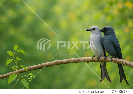 AI generated image of a male and female ashy drongo perched closely on a forest branch in daylight with soft focus greenery and flowers in the background AI generated image of a male and female ashy drongo perched closely on a forest branch in daylight with soft focus greenery and flowers in the background 127586924