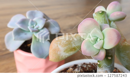 繁殖多肉植物的一種方法是切割莖。 127587243
