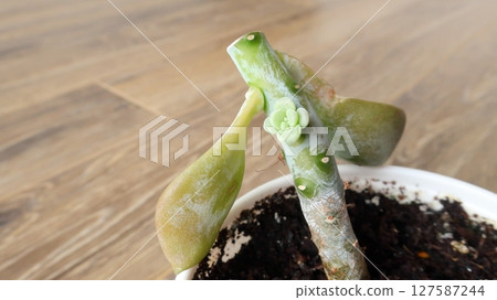 繁殖多肉植物的一種方法是切割莖。 127587244