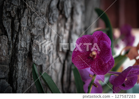 Flower (Orchidaceae or Orchid Flower) Flower (Orchidaceae or Orchid Flower) 127587283