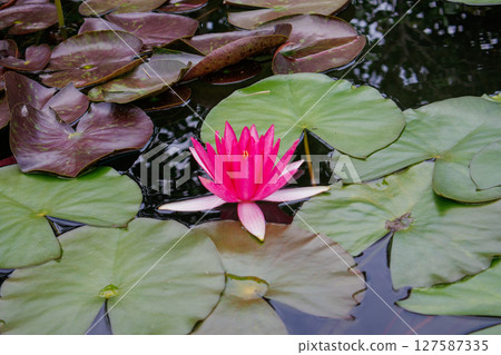 Beautiful blooming lotus flowers, water lilies 127587335