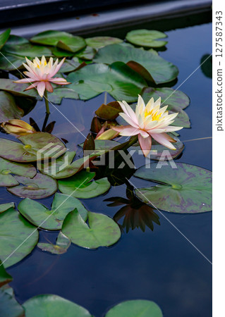 Beautiful blooming lotus flowers, water lilies 127587343