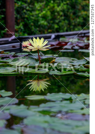 美麗盛開的蓮花,睡蓮 美麗盛開的蓮花,睡蓮 127587345