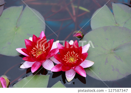 Beautiful blooming lotus flowers, water lilies 127587347
