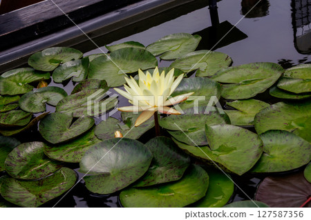 Beautiful blooming lotus flowers, water lilies 127587356