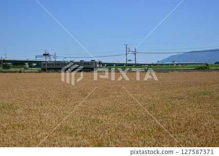 養老鐵路穿過一片收穫前的麥田，背景是東海道環狀高速公路。 127587371